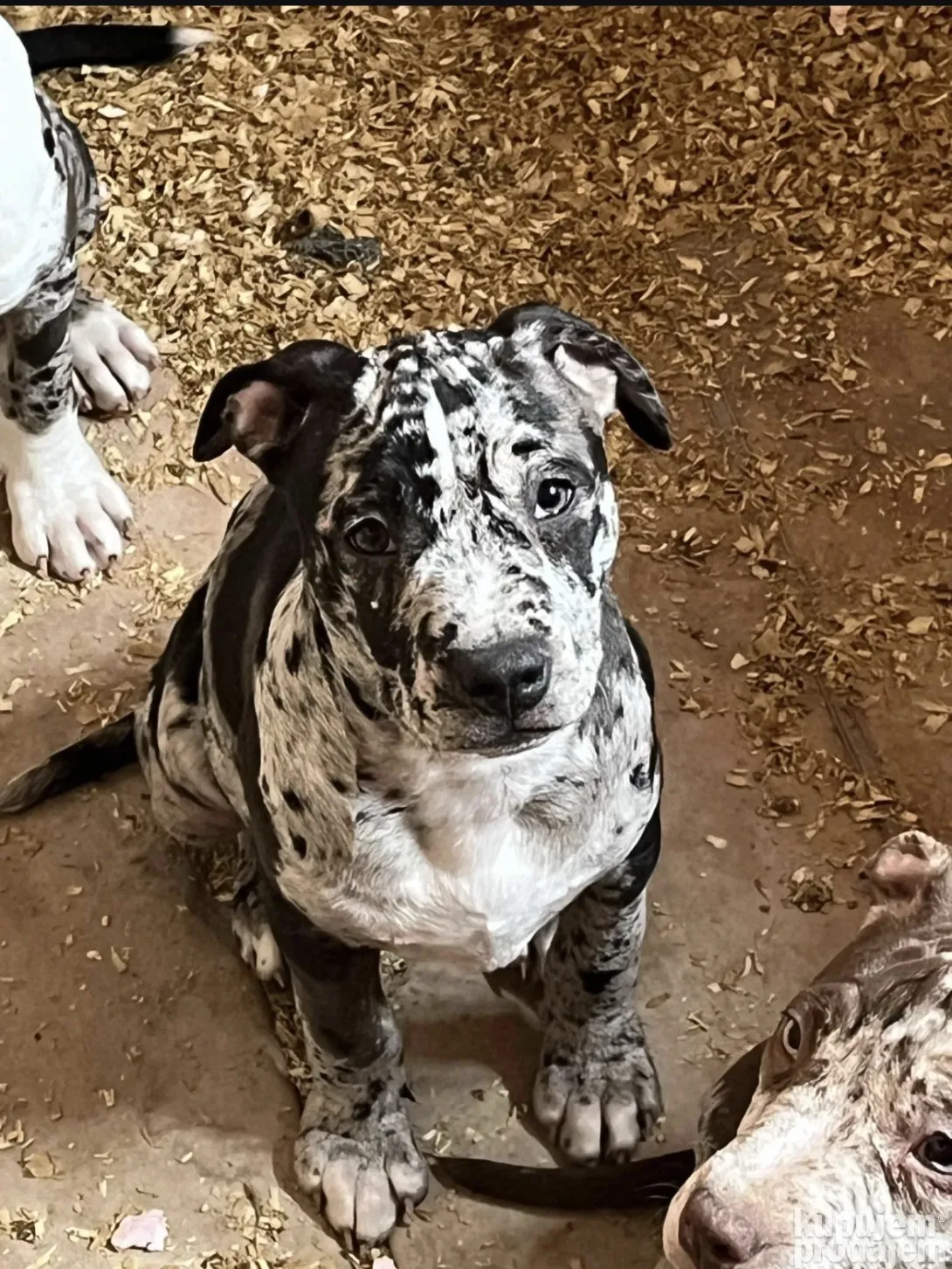 Američki stafordski terijer na prodaju, Beograd (6)