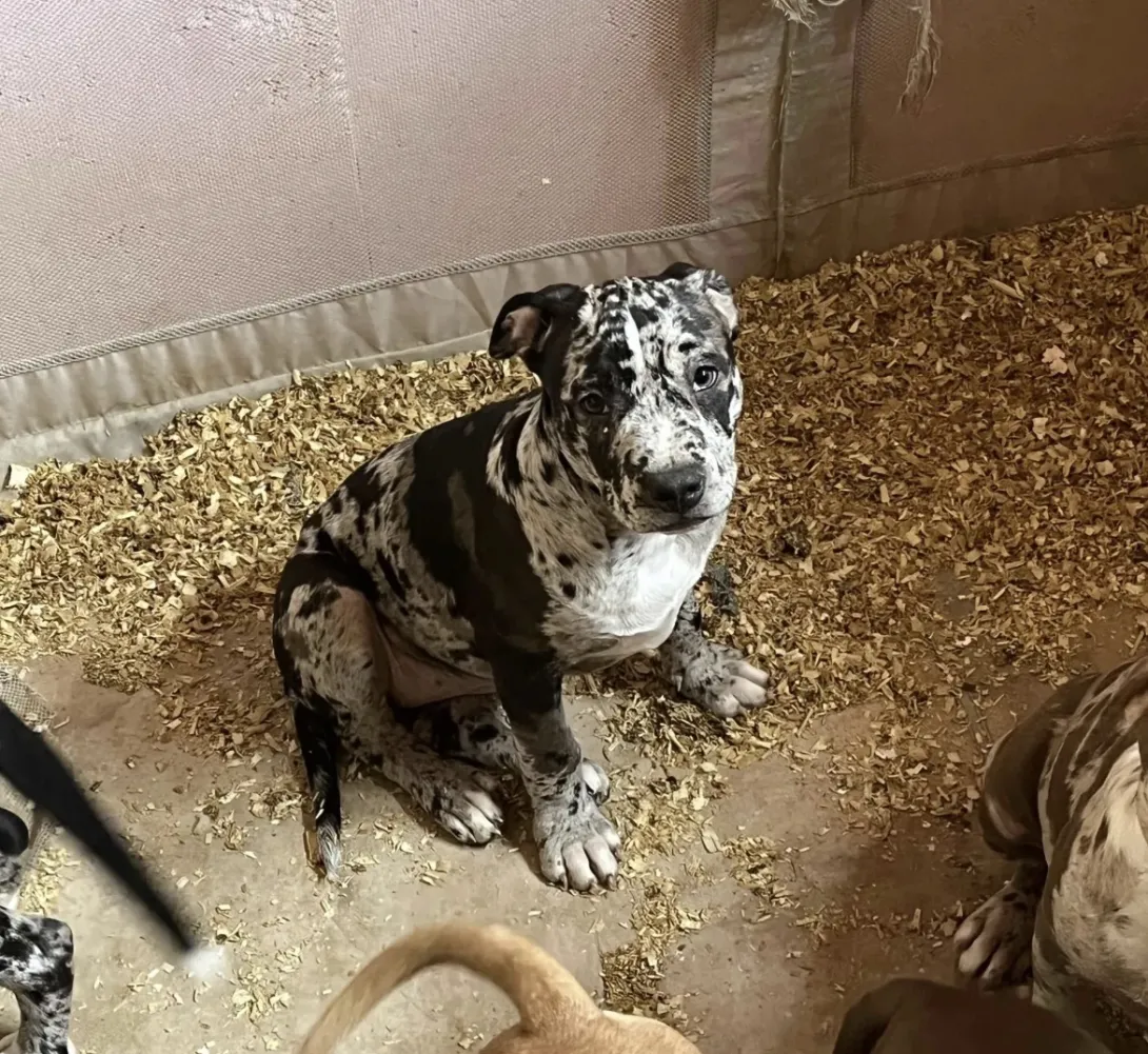 Američki stafordski terijer na prodaju, Beograd (5)