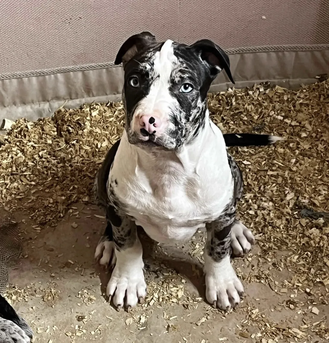 Američki stafordski terijer na prodaju, Beograd (4)
