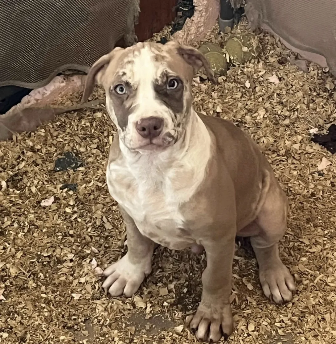 Američki stafordski terijer na prodaju, Beograd (3)