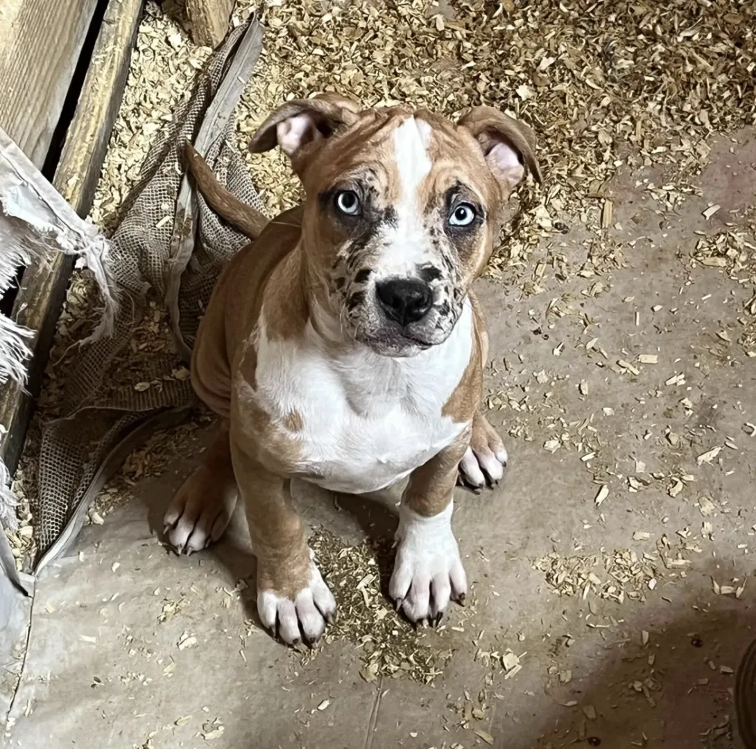 Američki stafordski terijer na prodaju, Beograd (2)
