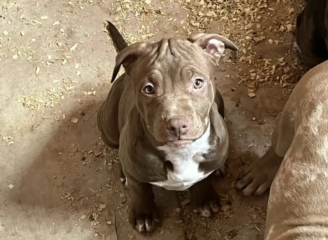 Američki stafordski terijer na prodaju, Beograd