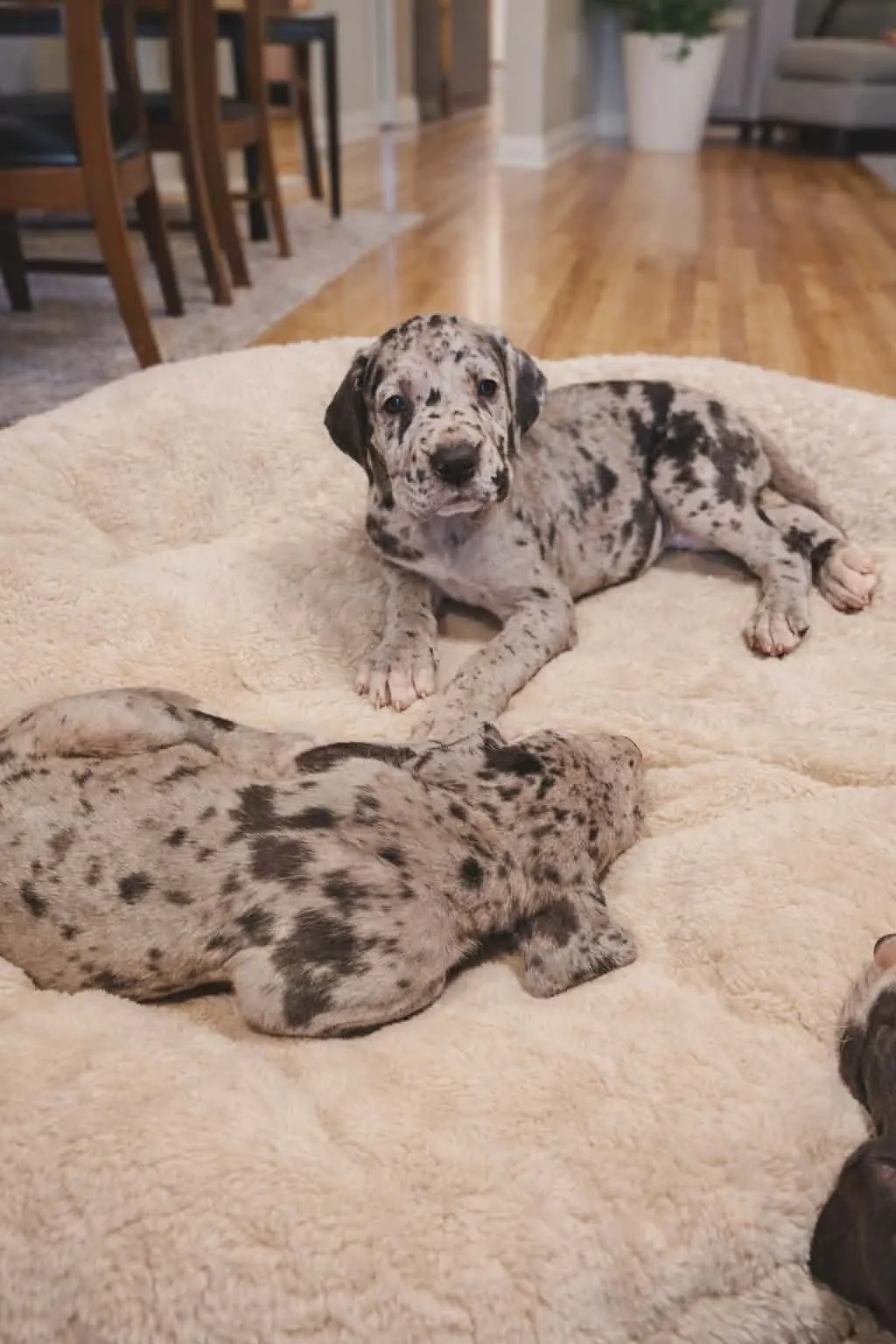 Nemačka doga na prodaju, Beograd (5)