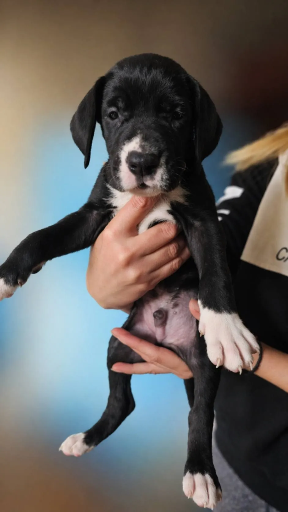 Nemačka doga na prodaju, Beograd (8)