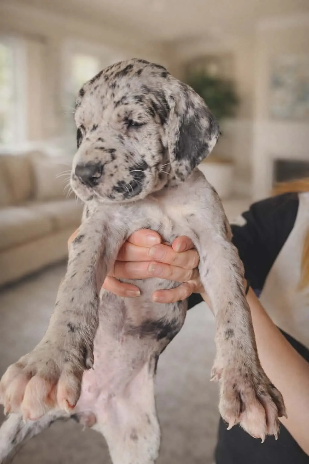 Nemačka doga na prodaju, Beograd (6)