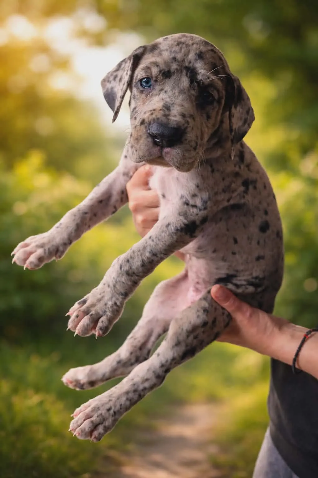 Nemačka doga na prodaju, Beograd (7)