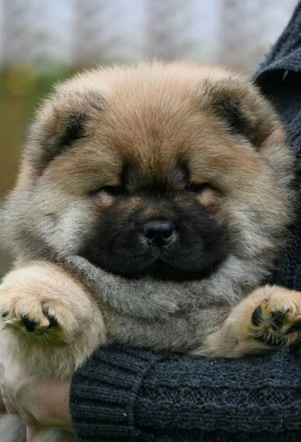 Čau-čau na prodaju, Valjevo (2)