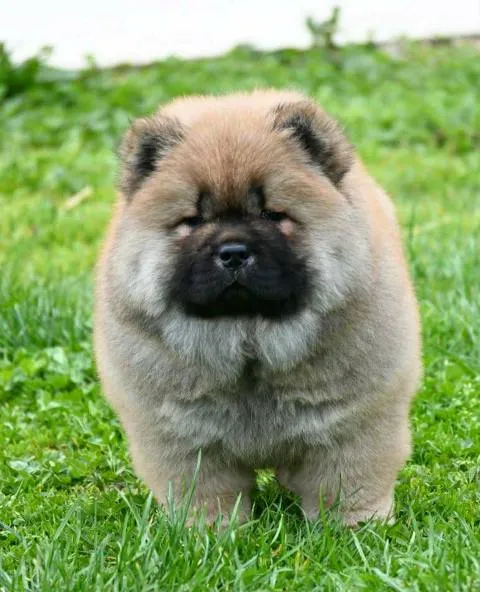 Čau-čau na prodaju, Valjevo (3)