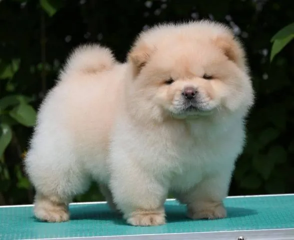 Čau-čau na prodaju, Valjevo (6)