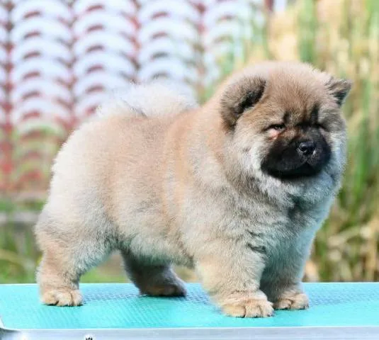 Čau-čau na prodaju, Valjevo (7)