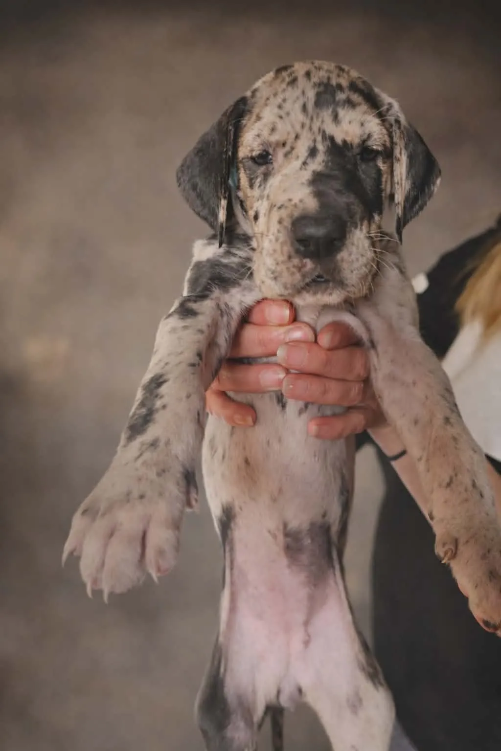 Nemačka doga na prodaju, Beograd (9)