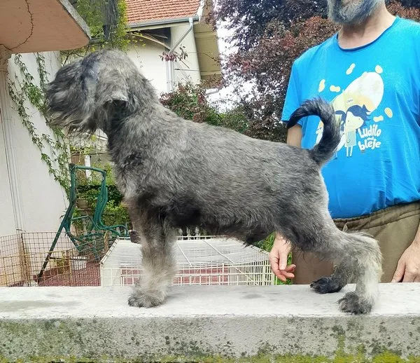 Patuljasti šnaucer na prodaju, Beograd