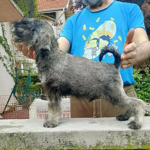 Patuljasti šnaucer na prodaju, Beograd (2)
