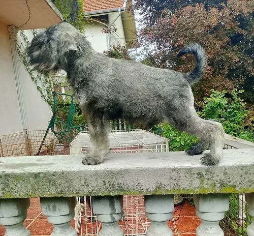 Patuljasti šnaucer na prodaju, Beograd (3)