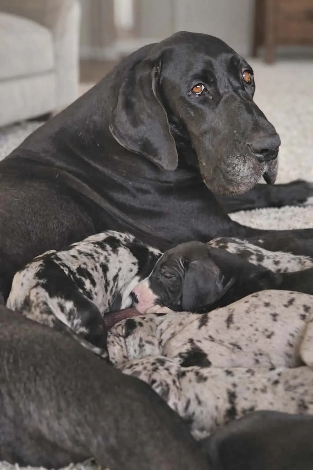 Nemačka doga na prodaju, Beograd (10)