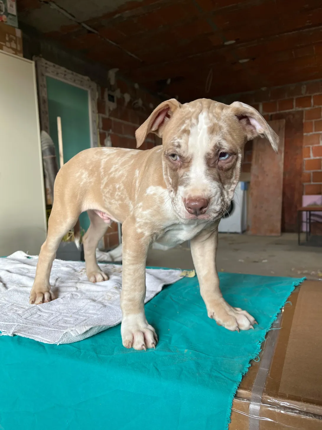 Američki stafordski terijer na prodaju, Beograd (10)