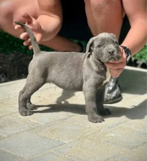 Kane korso na prodaju, Kragujevac