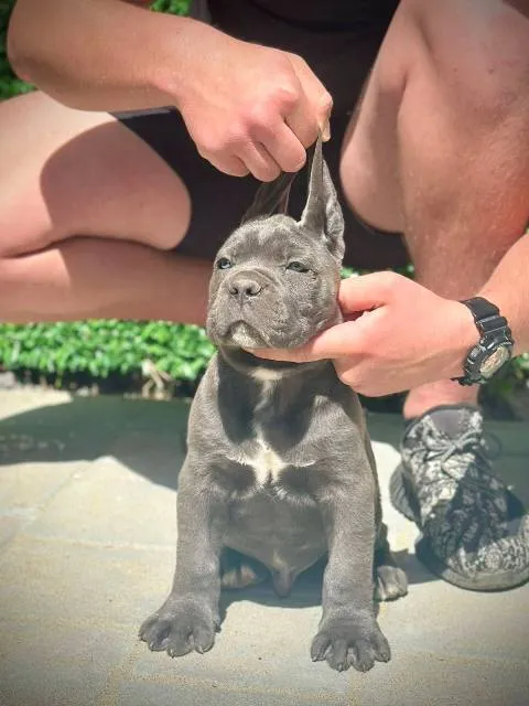 Kane korso na prodaju, Kragujevac (5)