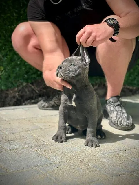 Kane korso na prodaju, Kragujevac (8)