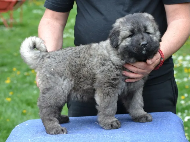 Kavkavski ovčar na prodaju, Kragujevac (2)