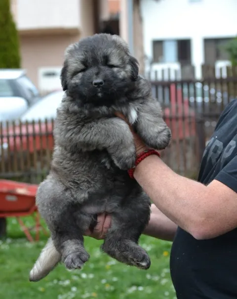 Kavkavski ovčar na prodaju, Kragujevac (3)