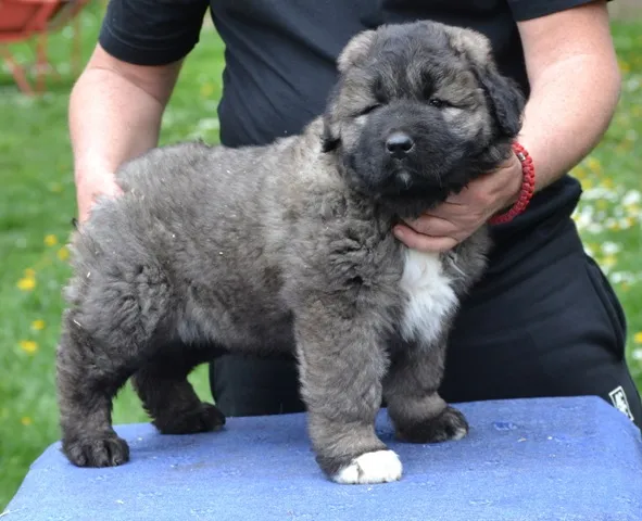 Kavkavski ovčar na prodaju, Kragujevac (5)