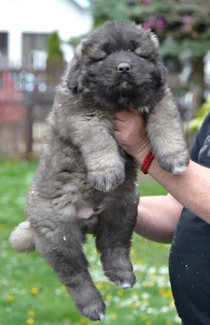 Kavkavski ovčar na prodaju, Kragujevac (6)