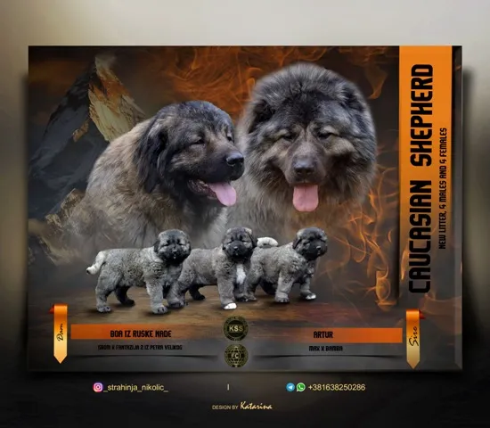 Kavkavski ovčar na prodaju, Kragujevac (7)