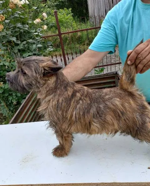 Kern terijer na prodaju, Batočina