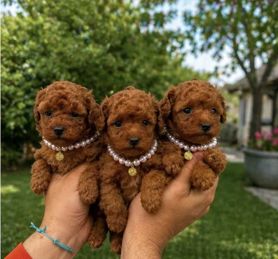 Pudla (patuljasta) na prodaju, Kraljevo