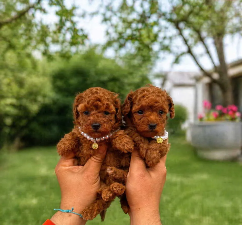 Pudla (patuljasta) na prodaju, Kraljevo (3)