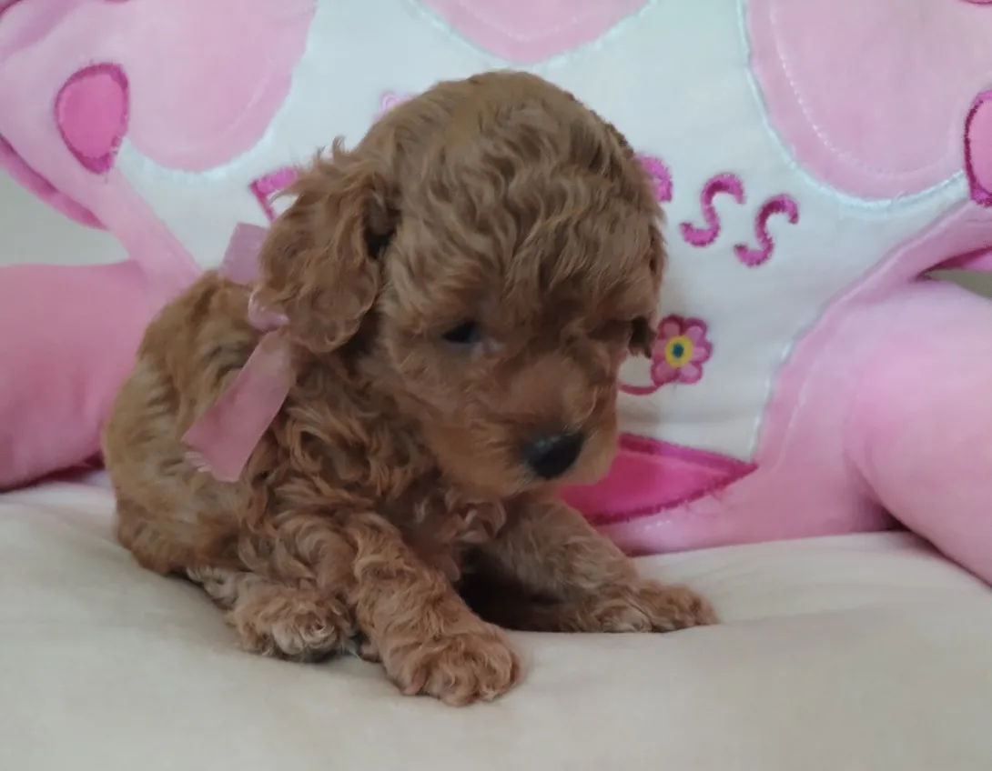 Pudla (patuljasta) na prodaju, Beograd (2)