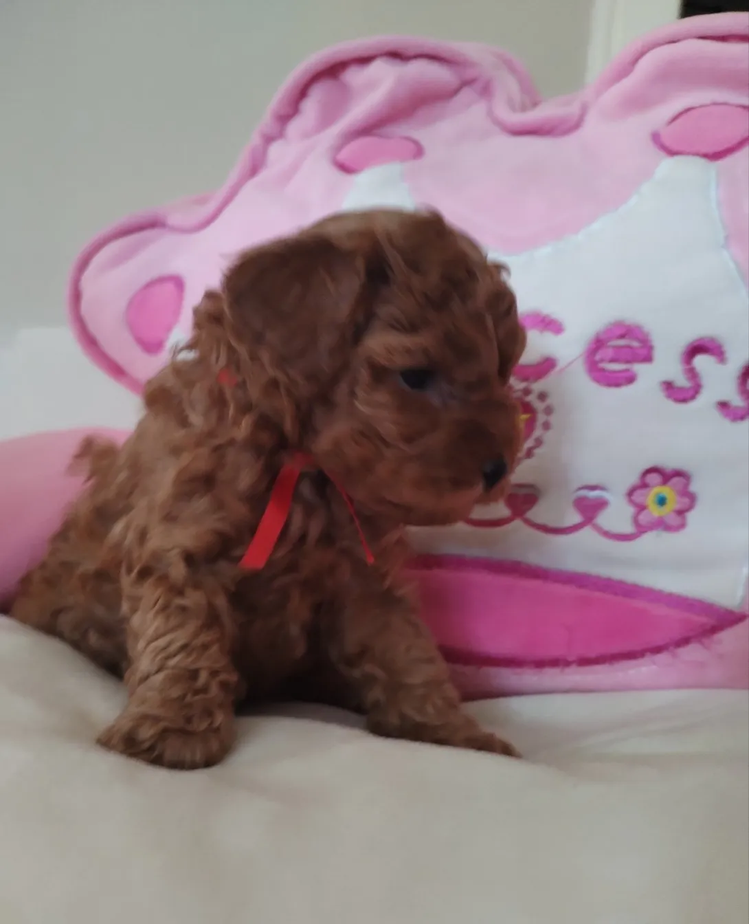 Pudla (patuljasta) na prodaju, Beograd (3)