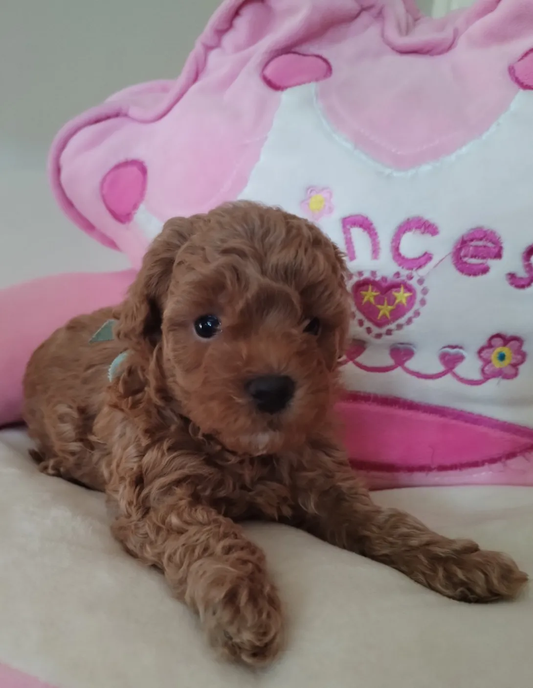 Pudla (patuljasta) na prodaju, Beograd (4)