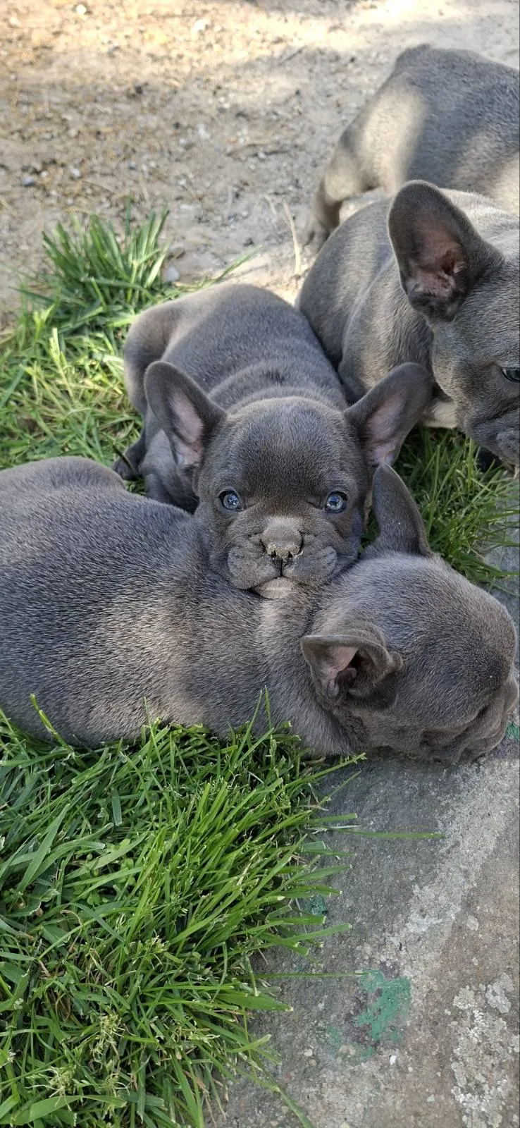 Francuski buldog na prodaju, Vršac