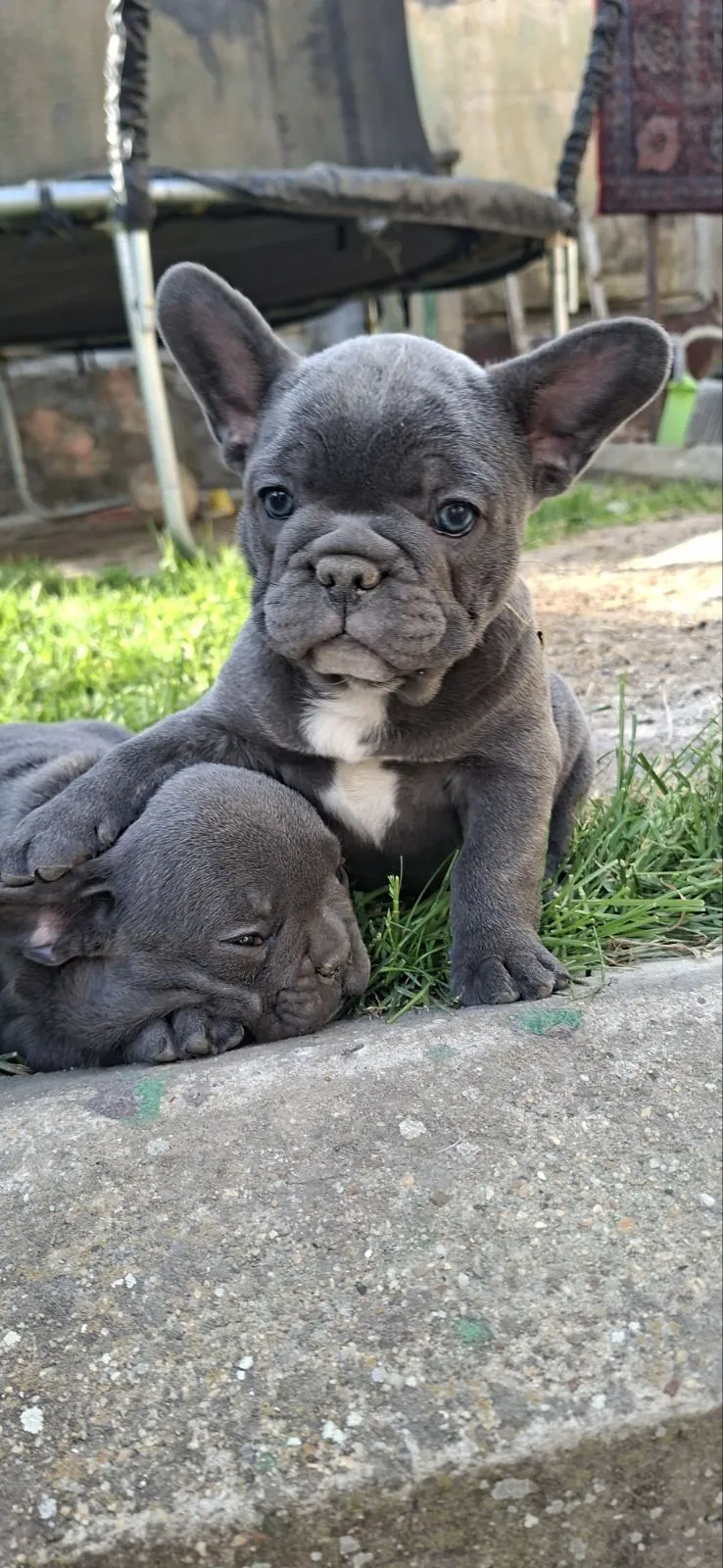 Francuski buldog na prodaju, Vršac (3)