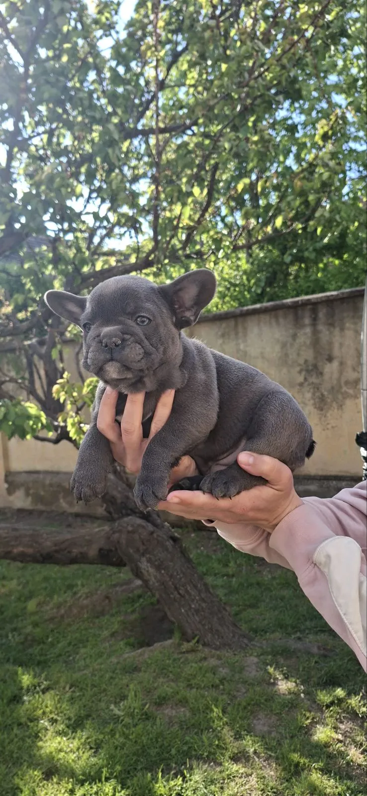 Francuski buldog na prodaju, Vršac (7)