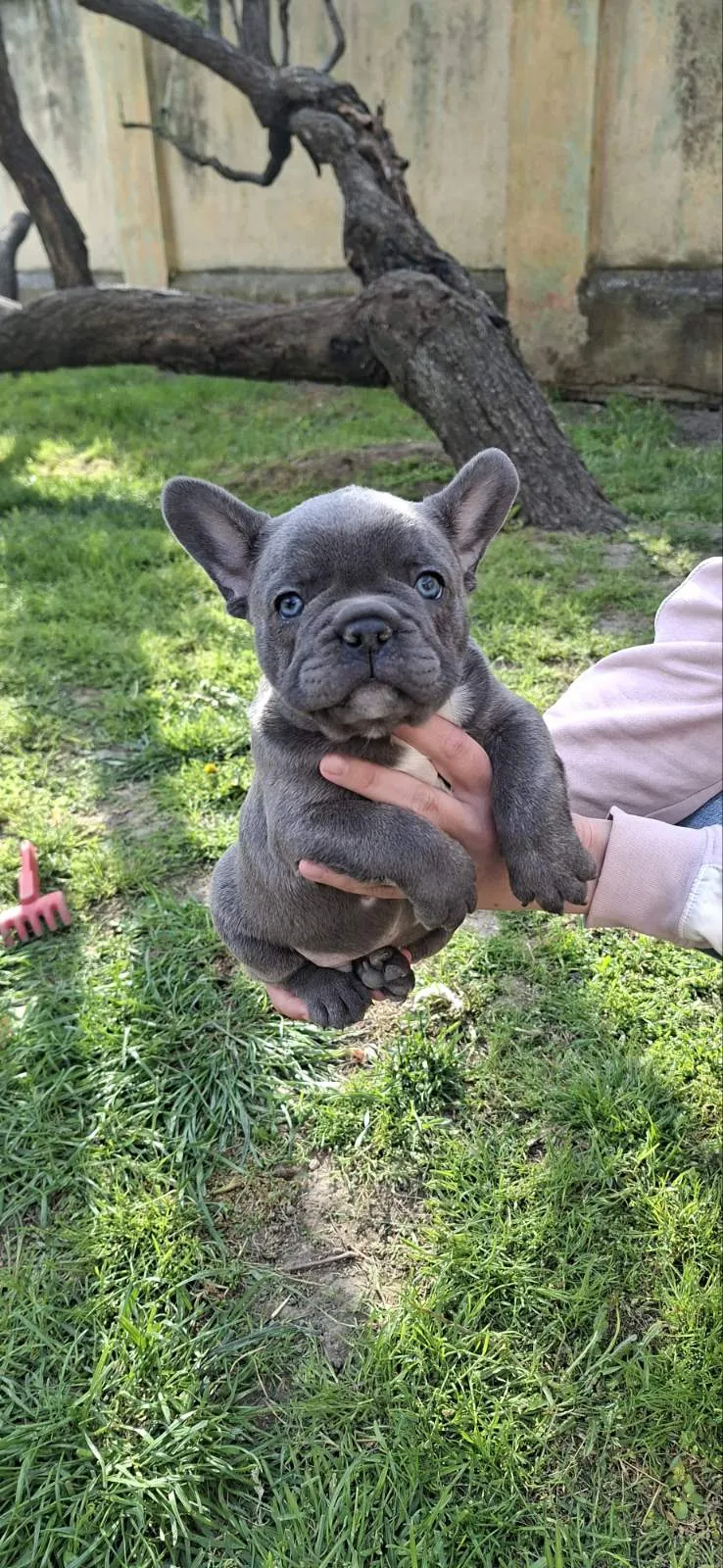 Francuski buldog na prodaju, Vršac (9)