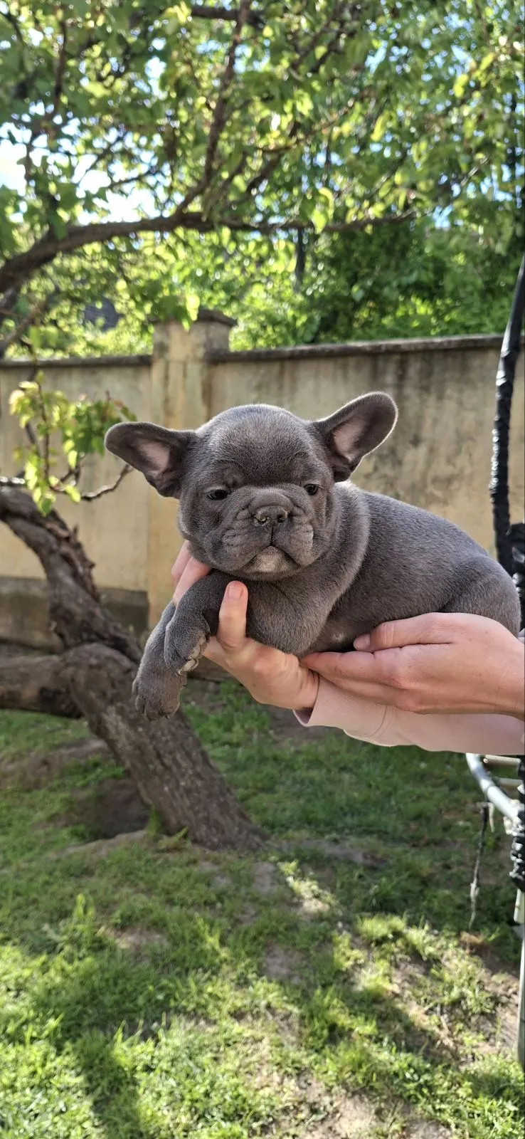 Francuski buldog na prodaju, Vršac (10)