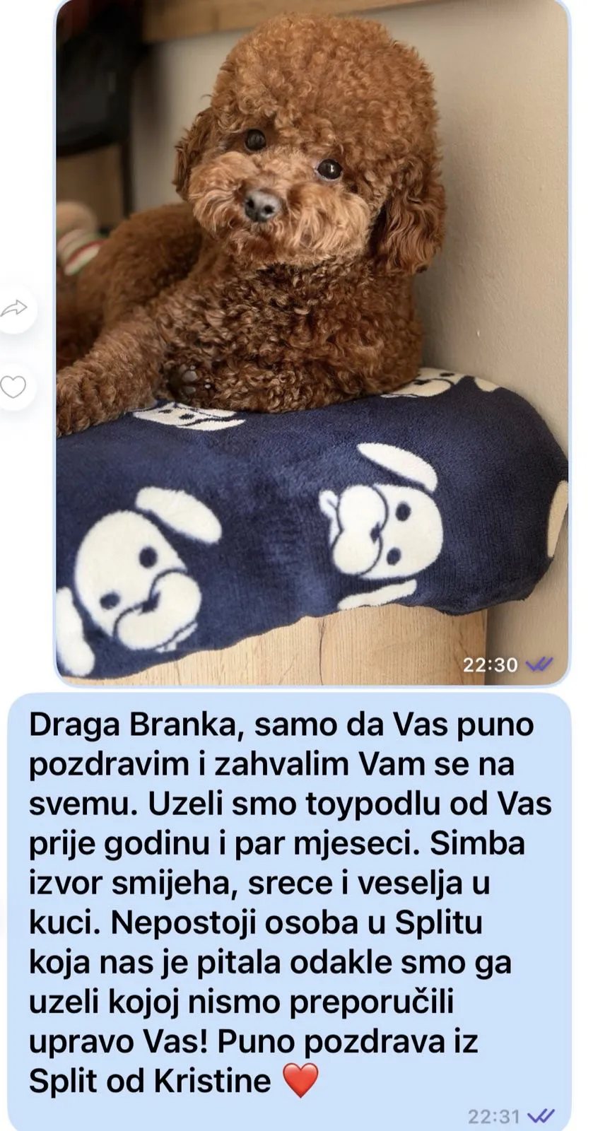 Pudla (patuljasta) na prodaju, Beograd (6)