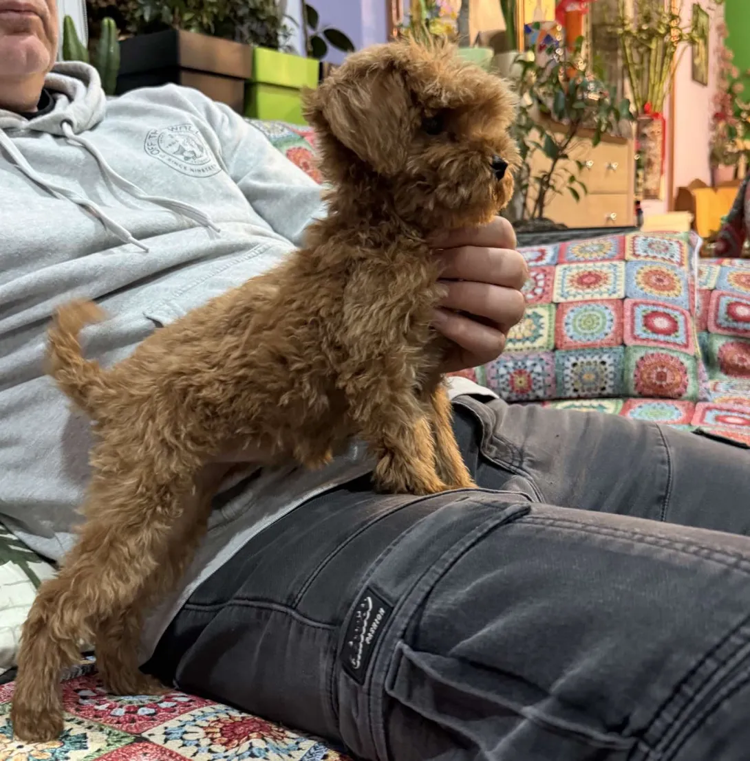 Pudla (patuljasta) na prodaju, Beograd (9)
