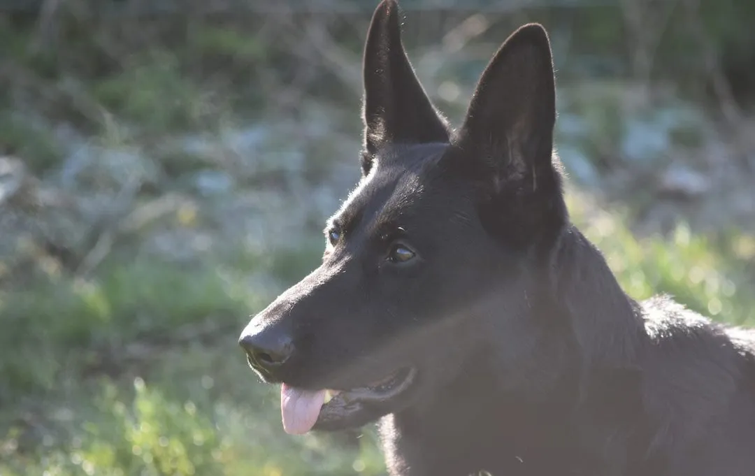 Nemački ovčar na prodaju, Beograd