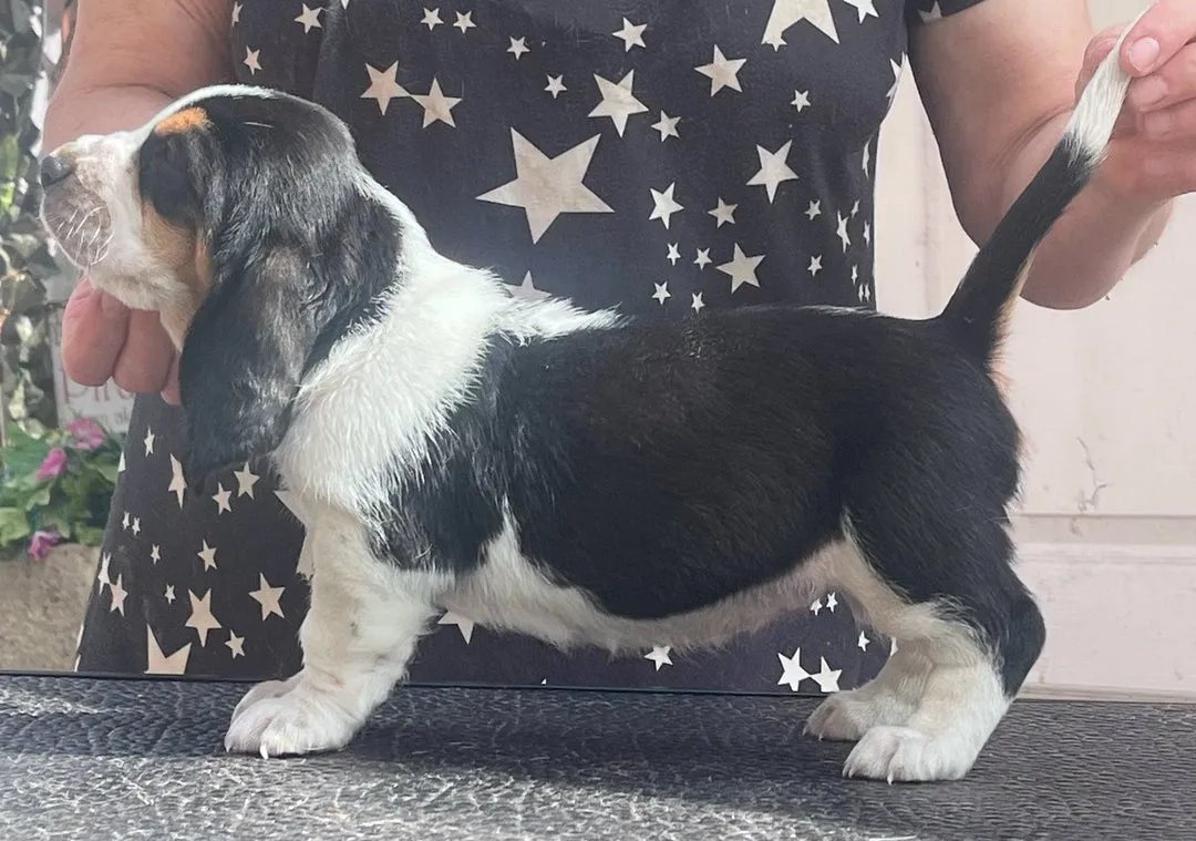 Baset na prodaju, Beograd