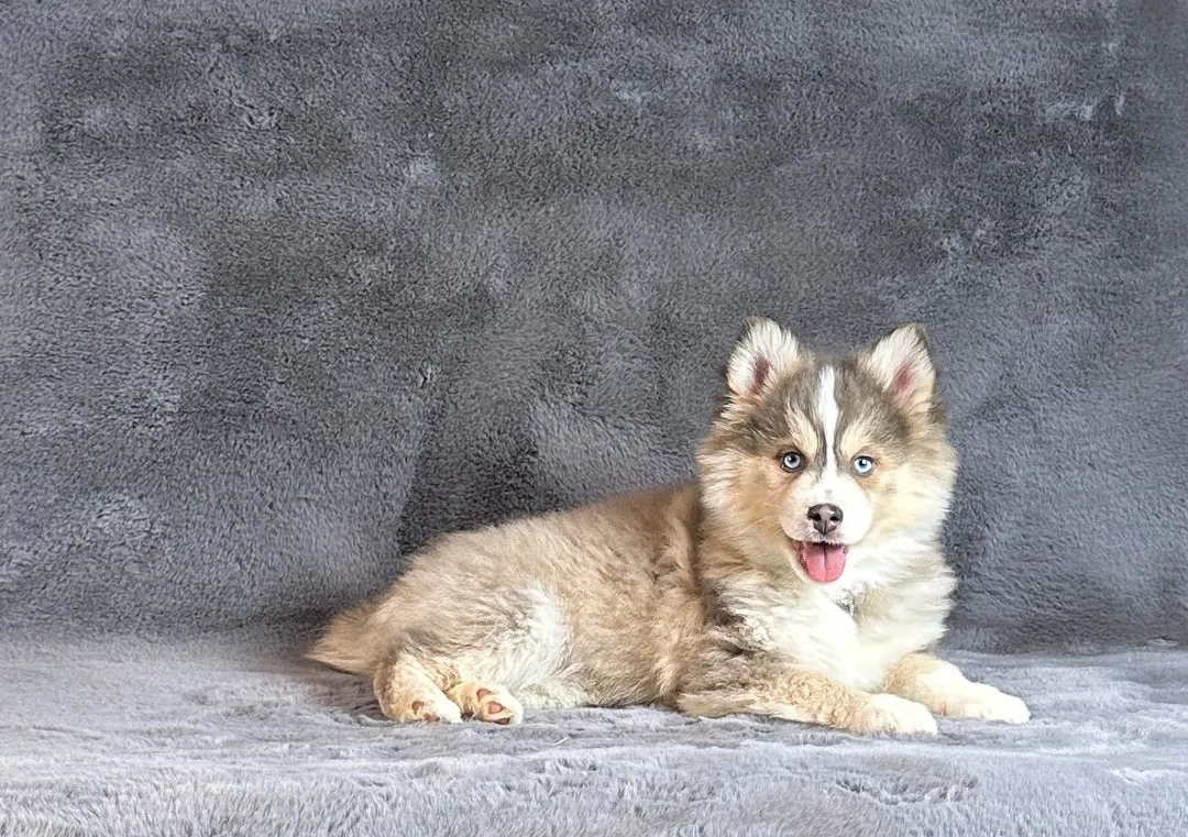 Sibirski haski na prodaju, Kuršumlija (5)