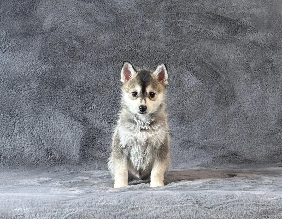 Sibirski haski na prodaju, Kuršumlija (6)