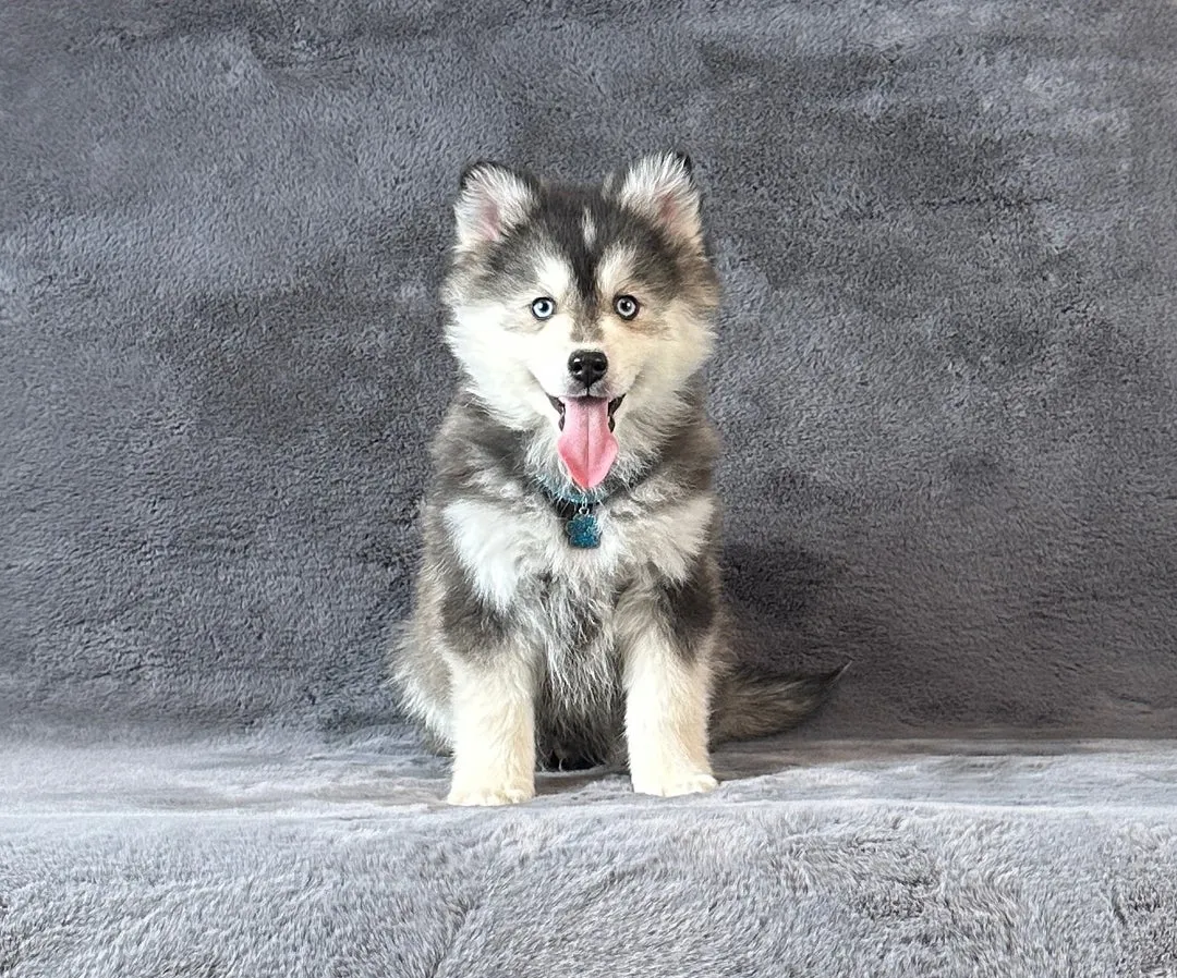 Sibirski haski na prodaju, Kuršumlija (3)