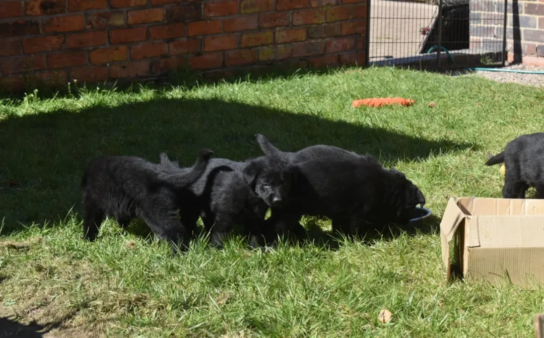 Nemački ovčar na prodaju, Beograd (2)