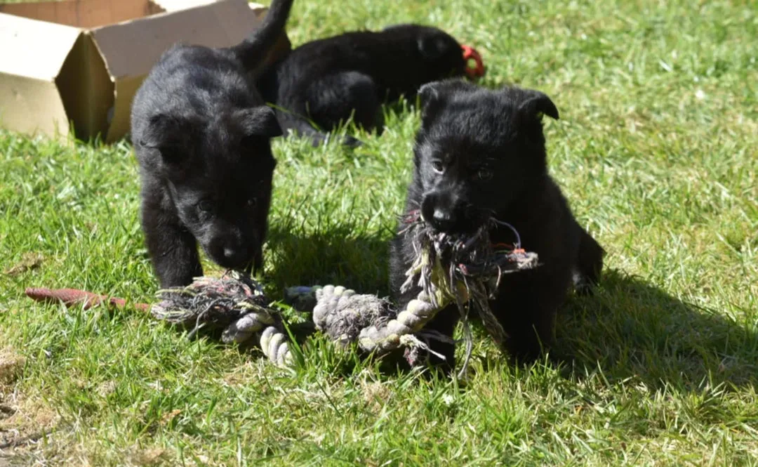 Nemački ovčar na prodaju, Beograd (3)