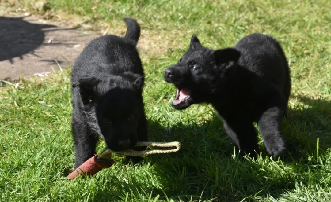 Nemački ovčar na prodaju, Beograd (4)