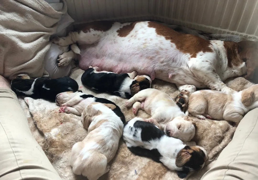 Baset na prodaju, Beograd (2)